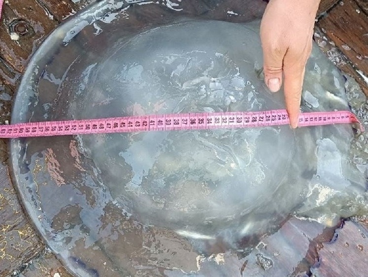 Изображение Азовское море оккупируют гребневики и сцифоидные медузы