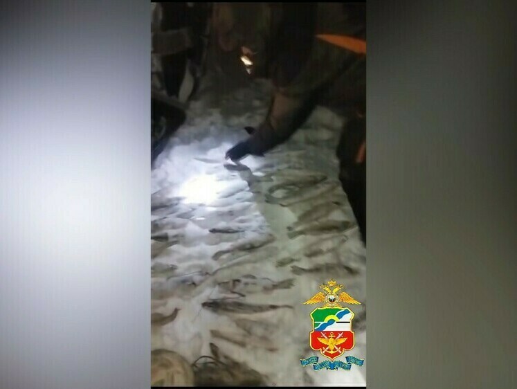 Изображение За добычу судака и налима возбуждено уголовное дело