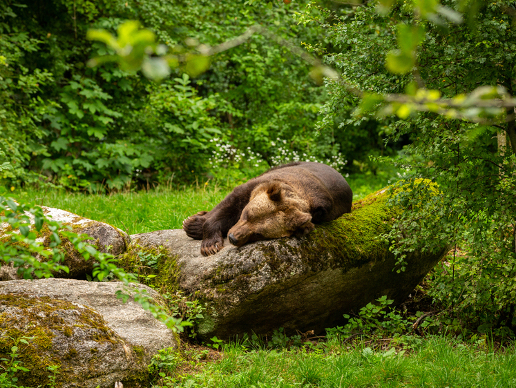 Изображение Солонец для медведей. Наш ответ «защитникам природы»