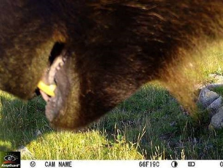 Изображение Кузбасский бурый медведь намеренно разбил фотокамеру в заповеднике