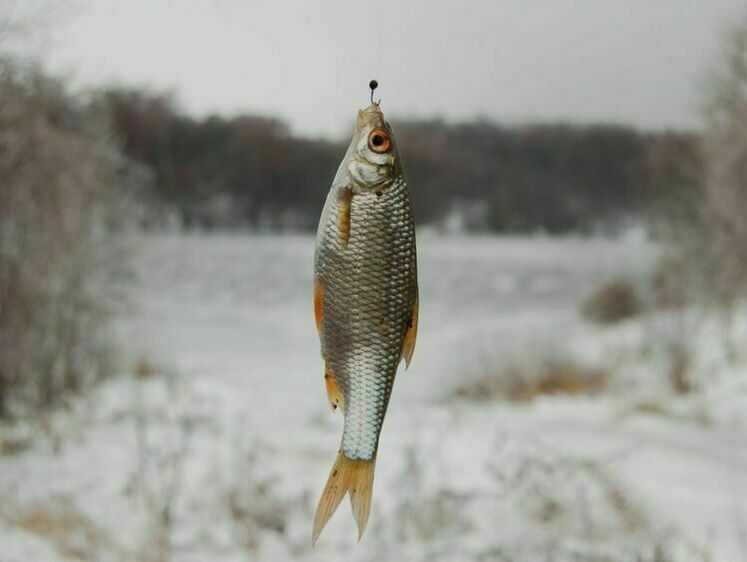 Изображение Новости рыболовов Калуги