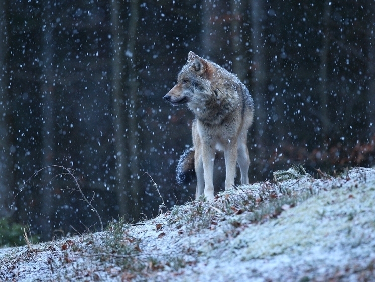 Егерь отказался стрелять: в Калужской области около домов бродит волк