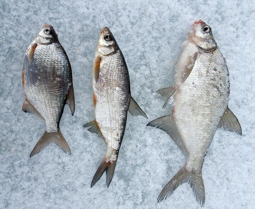 Изображение Фото: Коломийца Алексея. 