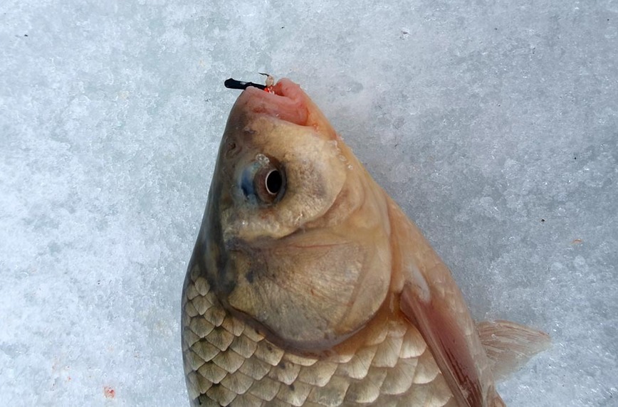 Изображение Фото: Коломийца Алексея. 