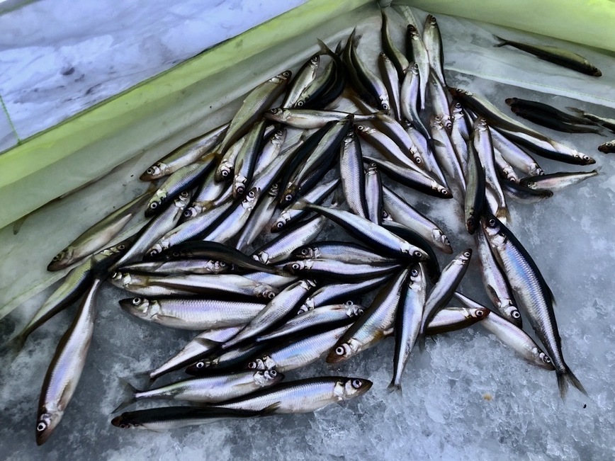 Изображение Если ваш улов корюшки выглядит вот так, то это очень хорошо. Фото: Шеляга Геннадия. 