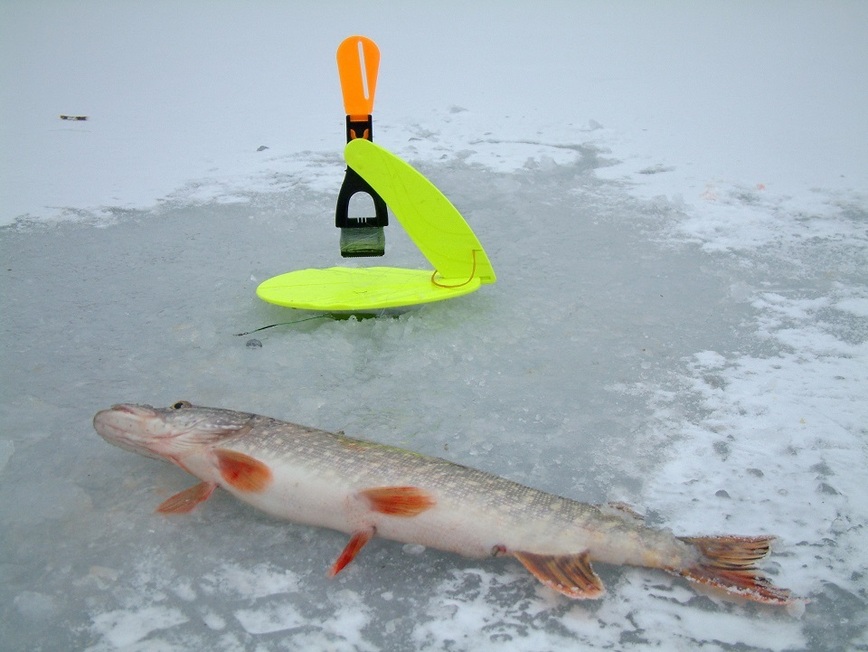 Изображение Фото: Токарева Александра. 