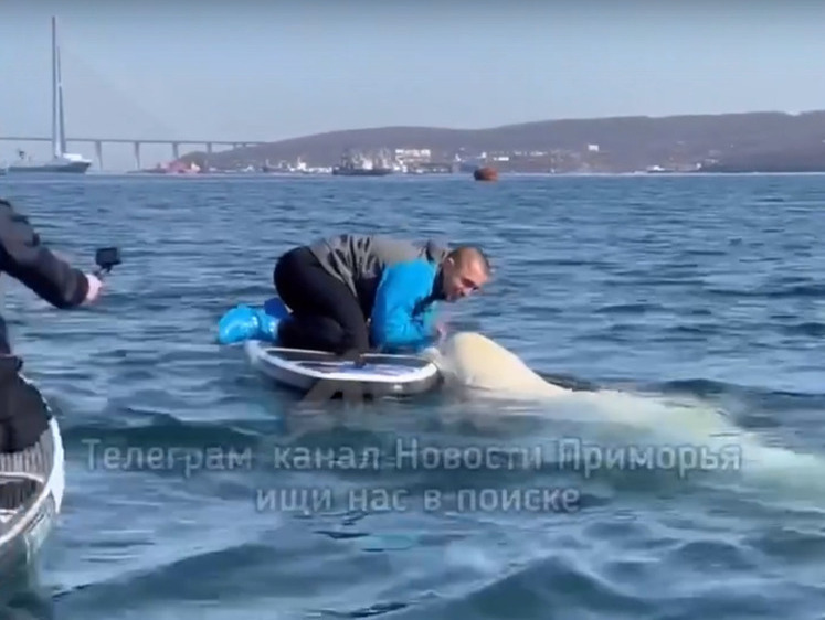 Изображение Во Владивостоке белуха обрадовалась появлению сап-серфера (видео)