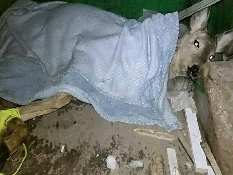 Изображение Косуля не выжила после нападения стаи собак в Уфе