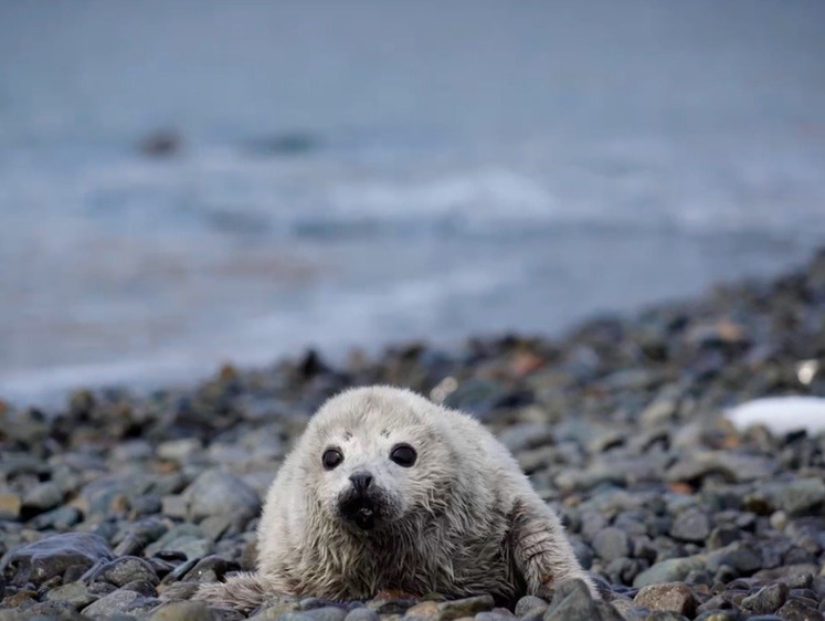 Изображение В Дальневосточном морском заповеднике посчитали детенышей тюленя
