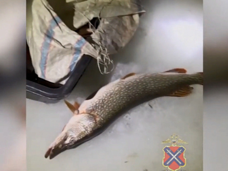 Волгоградские рыбаки нашли канал сбыта и незаконно добывали рыбу