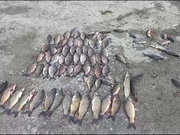 Браконьерство рыбы