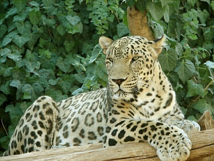 Изображение На Кавказе возрождают уничтоженных в военные годы XX века леопардов