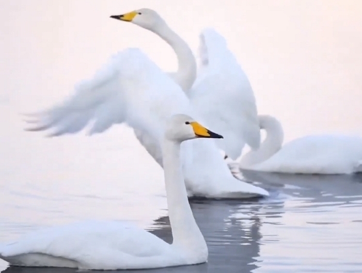 Изображение Лебеди безошибочно находят кладку икры нерки на Курильском озере