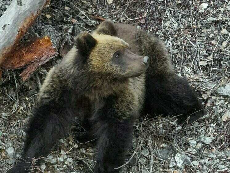 Изображение Алтайские медведи просыпаются после зимней спячки