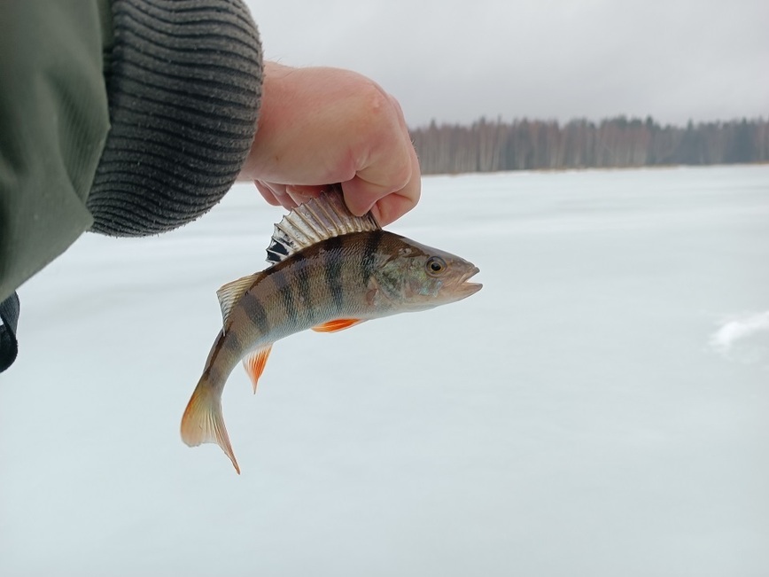 Изображение Фото: Трембицкого Алексея.