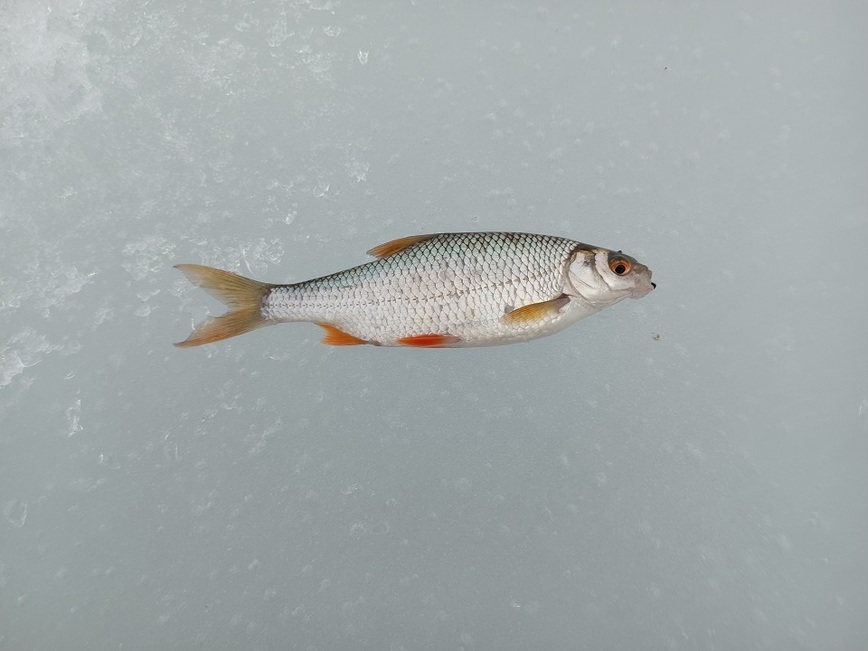 Изображение Фото: Трембицкого Алексея.