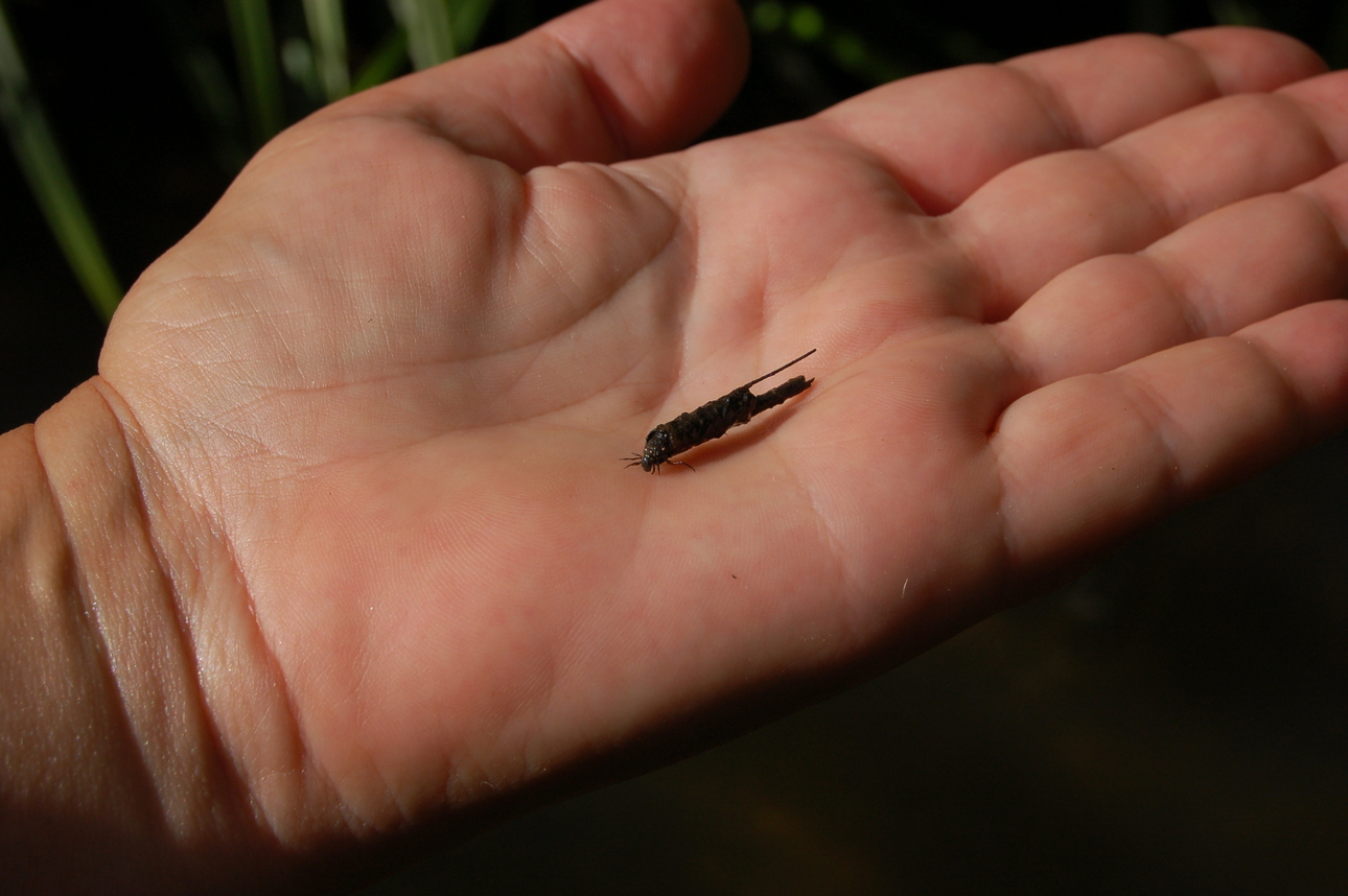 Изображение Ручейник в домике. Фото: Яншевского Андрея. 