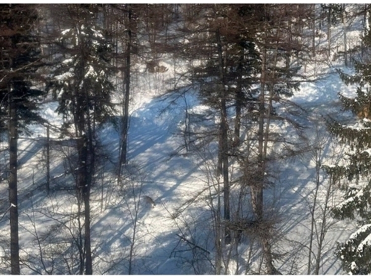 Изображение На территории сахалинского спорткомплекса заметили медвежьи следы