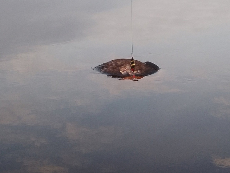 Изображение В псковской реке замечен плавающий труп неизвестного животного (фото)