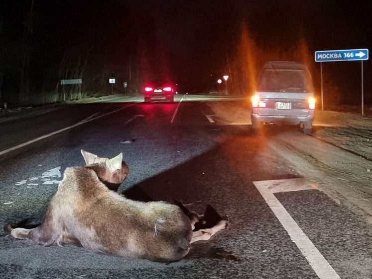Изображение Зверь после аварии выжил: в Орловской области на трассе сбили лося