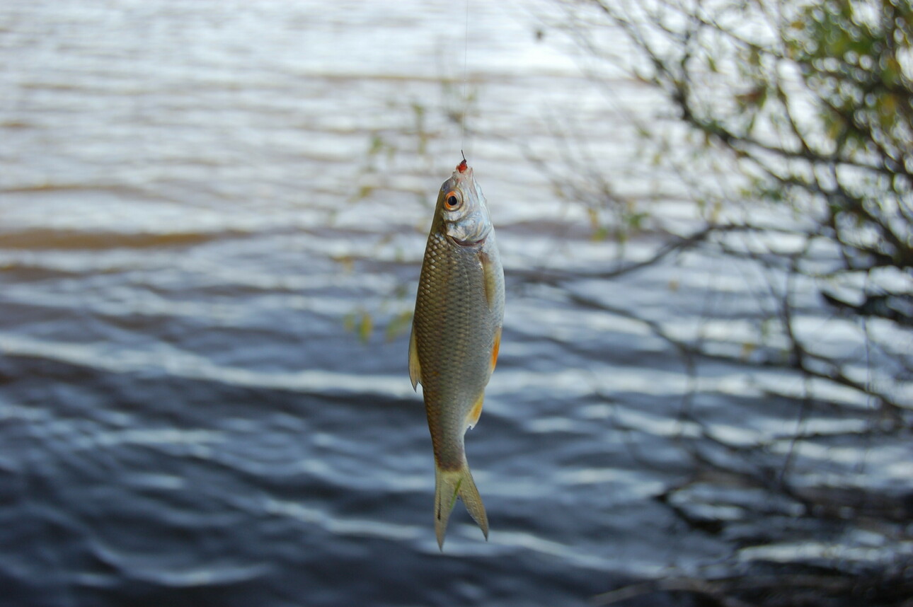 Изображение Фото: Яншевского Андрея. 