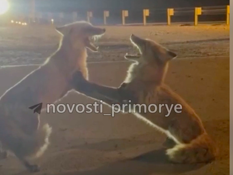 Сосиска раздора: лисы чуть не поубивали друг друга в Приморье 