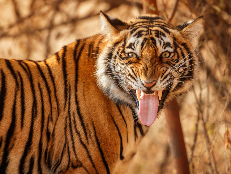 Изображение Приморский тигр пришел инспектировать биологические отходы сельчан