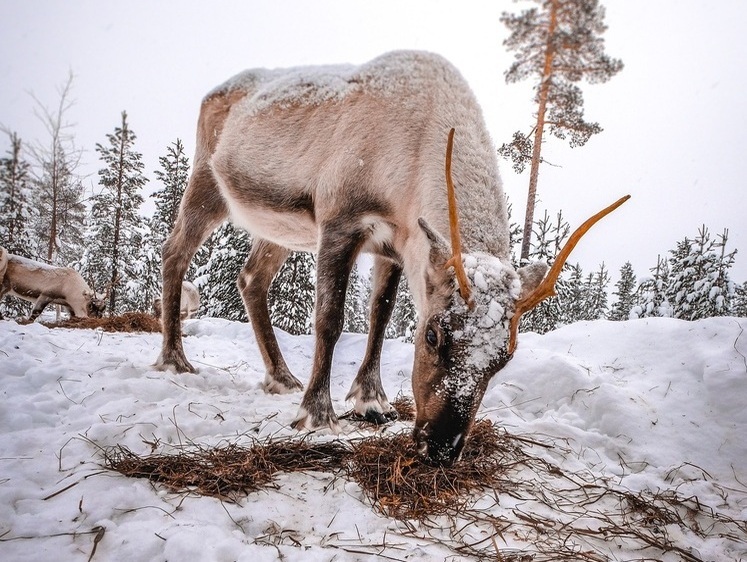 Изображение На Камчатке из-за снежного наста от голода погибают сотни оленей