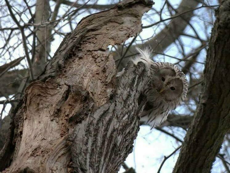 Изображение Совы стали городскими обитателями Петербурга