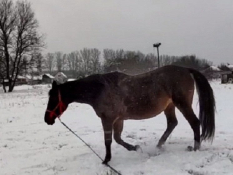 Изображение Уехавшие от обстрелов белгородцы спасают свою жеребую кобылу Тею