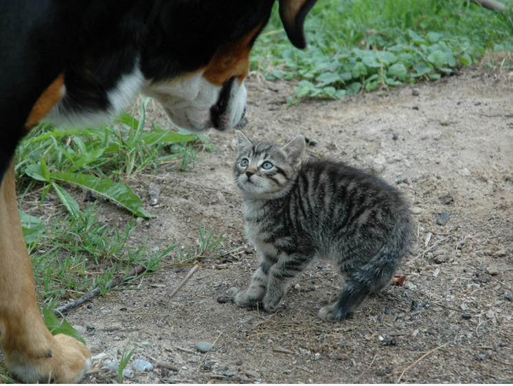 Изображение Дошкольный ребенок стал свидетелем кровавого собачьего беспредела