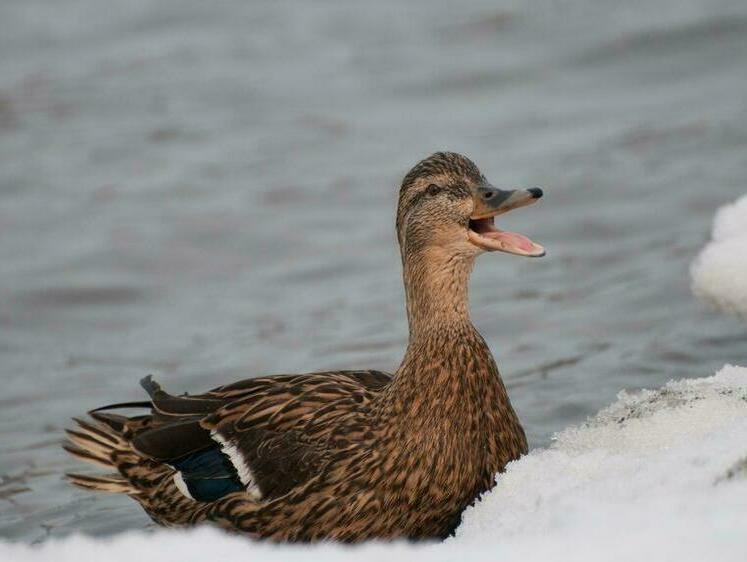 Изображение В Костромской области проведут охотничий фестиваль подсадных уток