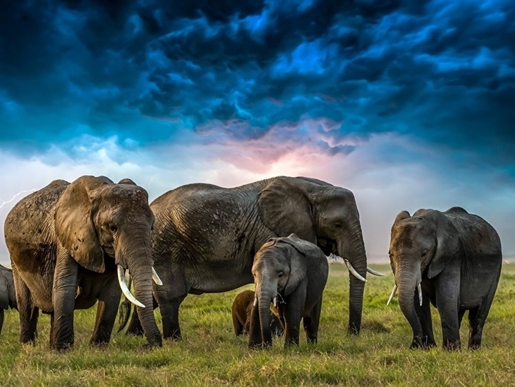 Изображение Президент Ботсваны угрожает подарить Германии 20 тысяч слонов