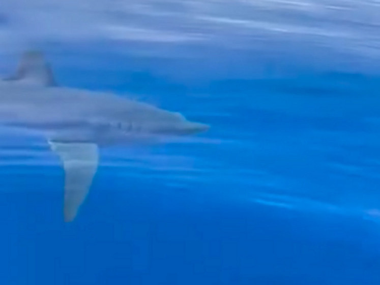 Изображение Хищная акула мако напугала туристов в Хургаде
