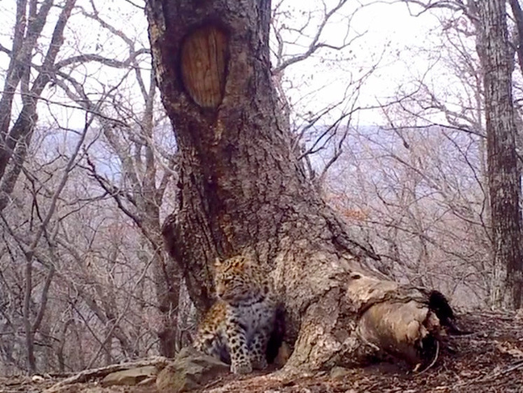 Изображение Временное одиночество и леопарду полезно