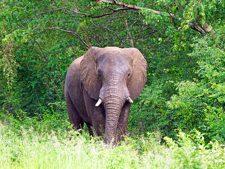 В Замбии злой слон насмерть растоптал американского туриста (видео)