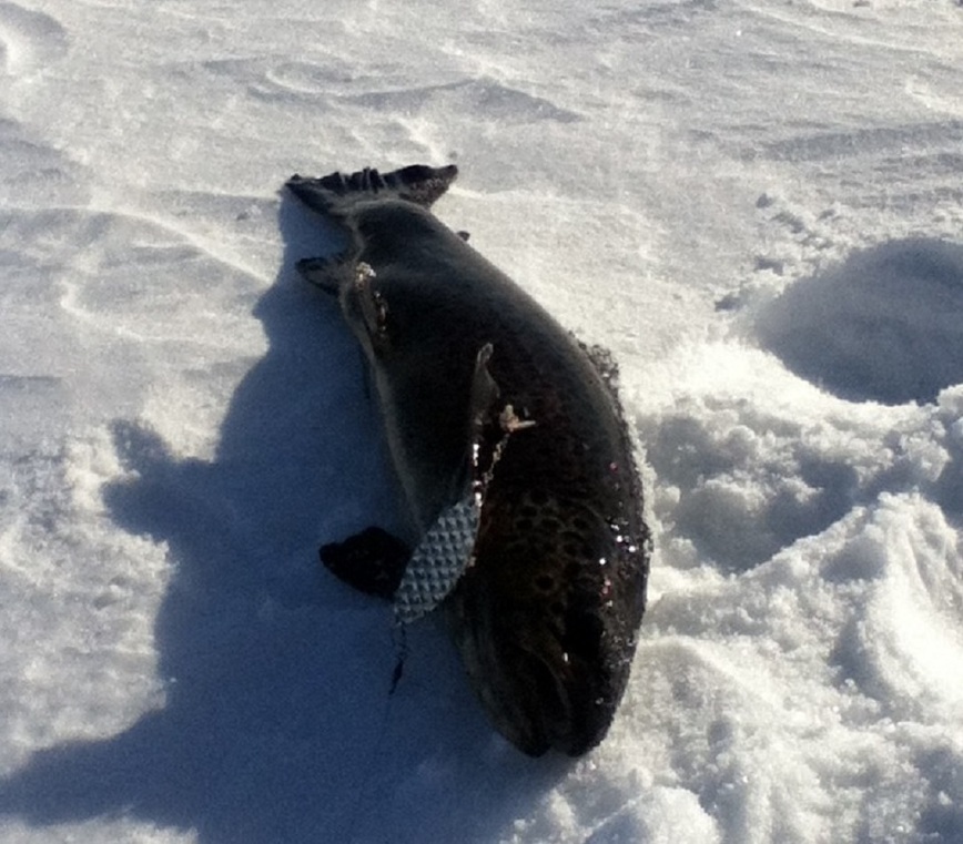 Изображение Кумжа в озерах и реках Кольского имеет окрас от очень темного, почти черного, до очень светлого серебристого. Фото: Шеляга Геннадия.