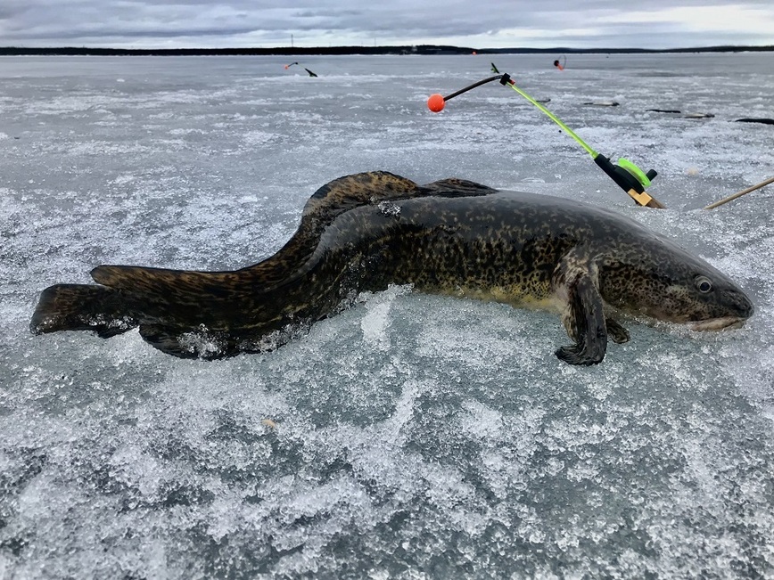 Изображение Налим иногда попадается на озере Тюва достаточно крупный. Фото: Шеляга Геннадия.