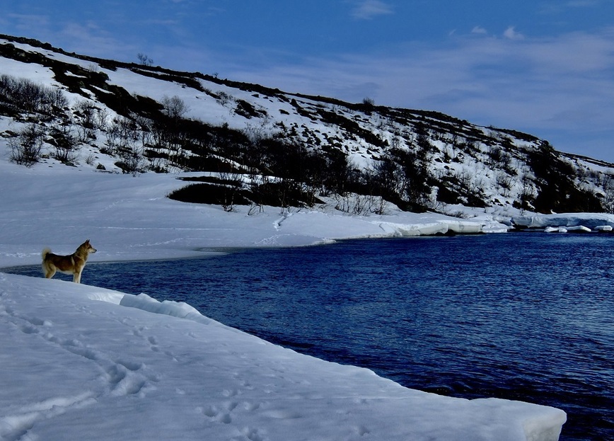 Изображение Собака на рыбалке всегда верный помощник в любых приключениях. Фото: Шеляга Геннадия.