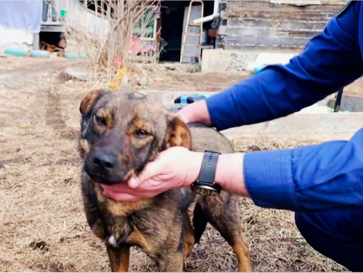 Изображение В Приморье собака ночь согревала заблудившегося ребенка и спасла его