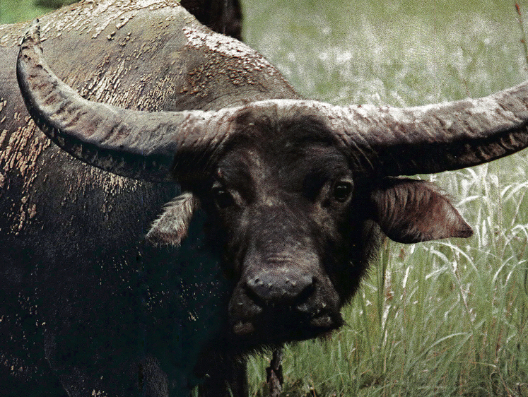 «Раненый в сердце буйвол успеет вас убить»: охота в дикой Австралии