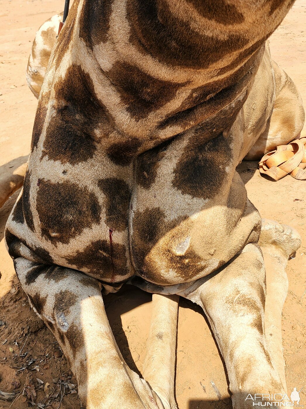 Изображение Фото: africahunting.com