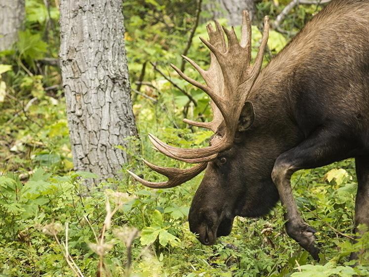 Изображение В Калужской области ночной лось устроил аварию на трассе и погиб