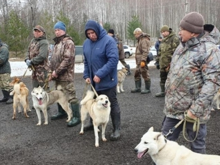 Изображение Выставку собак охотничьих пород проведут в Марий Эл
