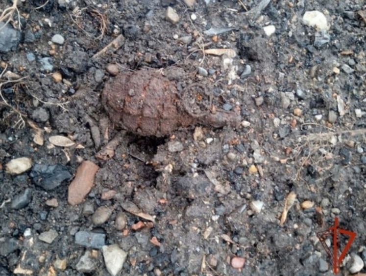 Изображение В Новокузнецке пес спас чью-то жизнь