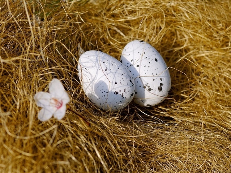 Изображение Не щелкай клювом: вороны заняли гнезда для диких птиц в Забайкалье