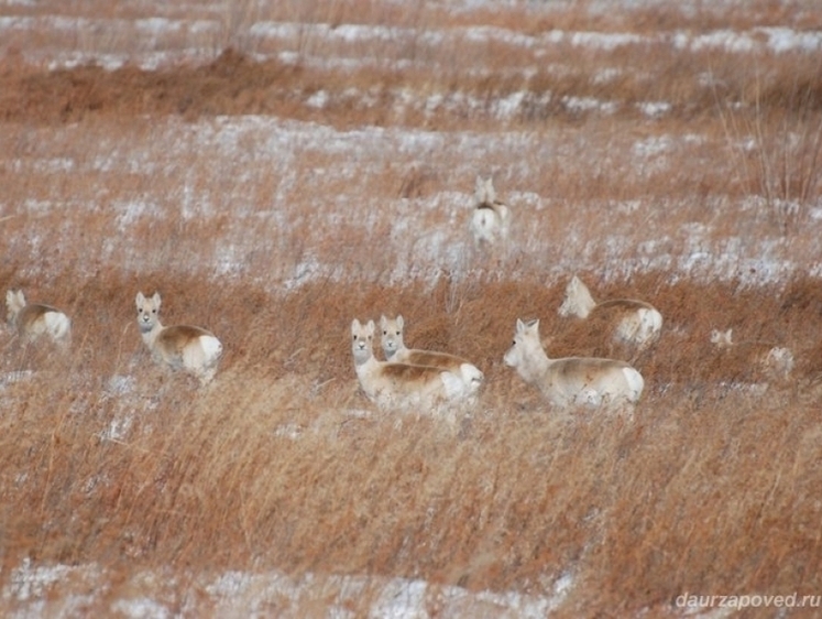Изображение Десятки дзеренов погибли во время миграции в Забайкалье