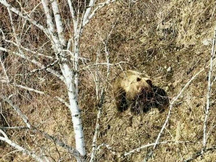 Изображение Отошедший от спячки медведь попытался добыть кабана
