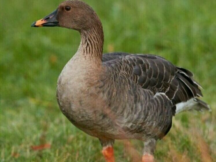 Изображение Сотни перелетных гусей временно осели в Новосибирской области