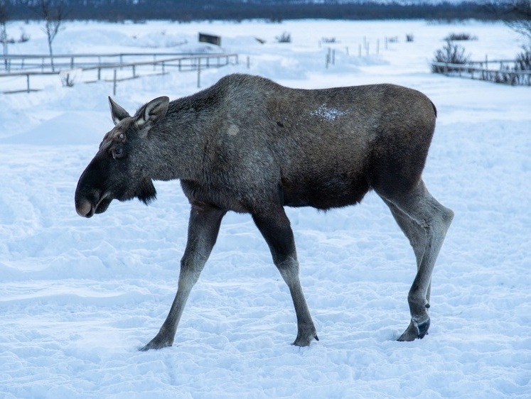 По следам снегохода: в Карелии браконьер застрелил беременную лосиху